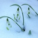 Snowdrops in the snow by julienne1