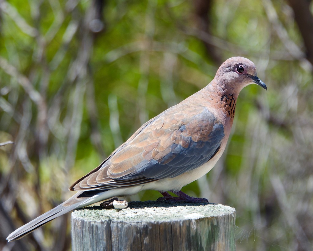 Just A Dove _DSC5741 by merrelyn