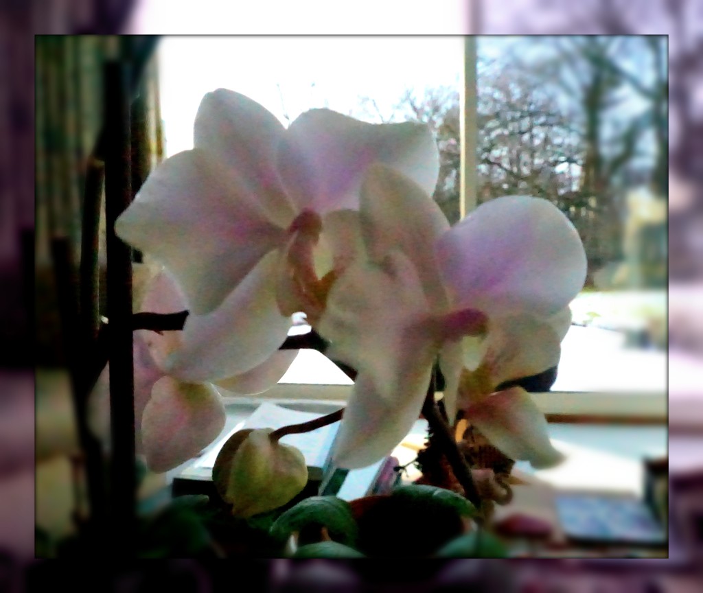 baby orchid still blooming by sarah19