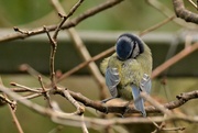 3rd Feb 2019 - Blue tit..........