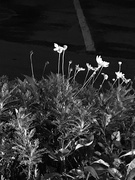 2nd Feb 2019 - Flowers at night