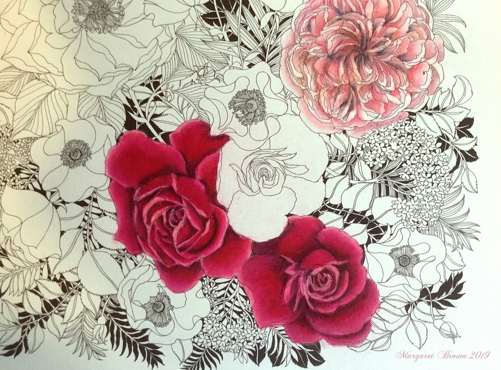 Magenta roses by craftymeg