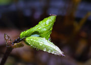 3rd Feb 2019 - Fairy Bell Bud and Droplets 