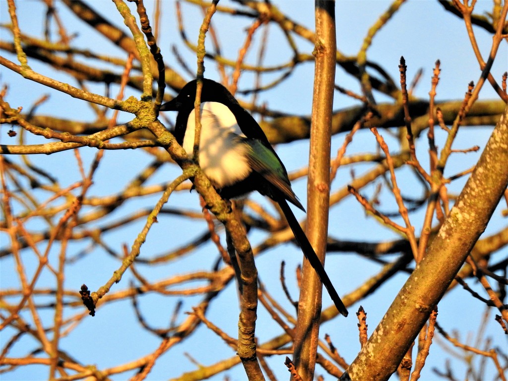 Magpie Catching the Sun by susiemc