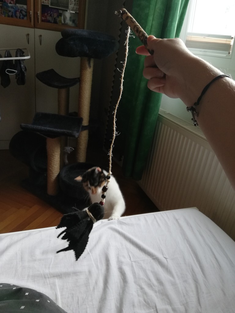 New toy for cat by nami