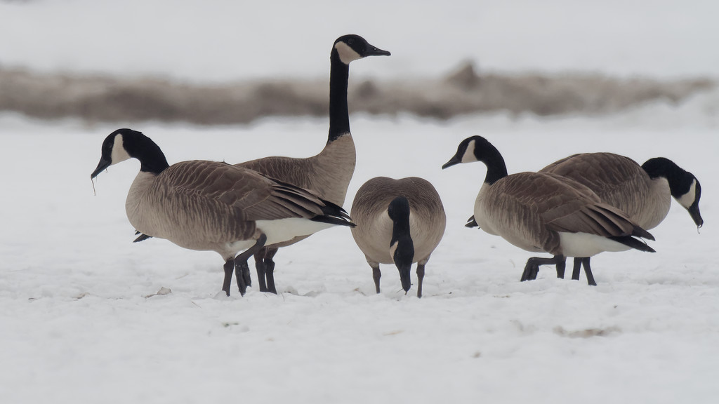 a meeting of the geese by rminer