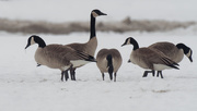 3rd Feb 2019 - a meeting of the geese