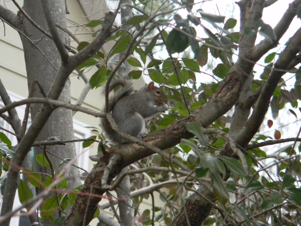 Squirrel Eating Acorn in Tree by sfeldphotos