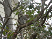 3rd Feb 2019 - Squirrel Eating Acorn in Tree
