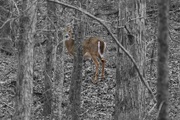 3rd Feb 2019 - LHG_4812 Deer stare in the woods