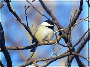 3rd Feb 2019 - A Little Chickadee in the Tree
