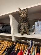 3rd Feb 2019 - Cat closet