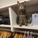 Cat closet by kdrinkie