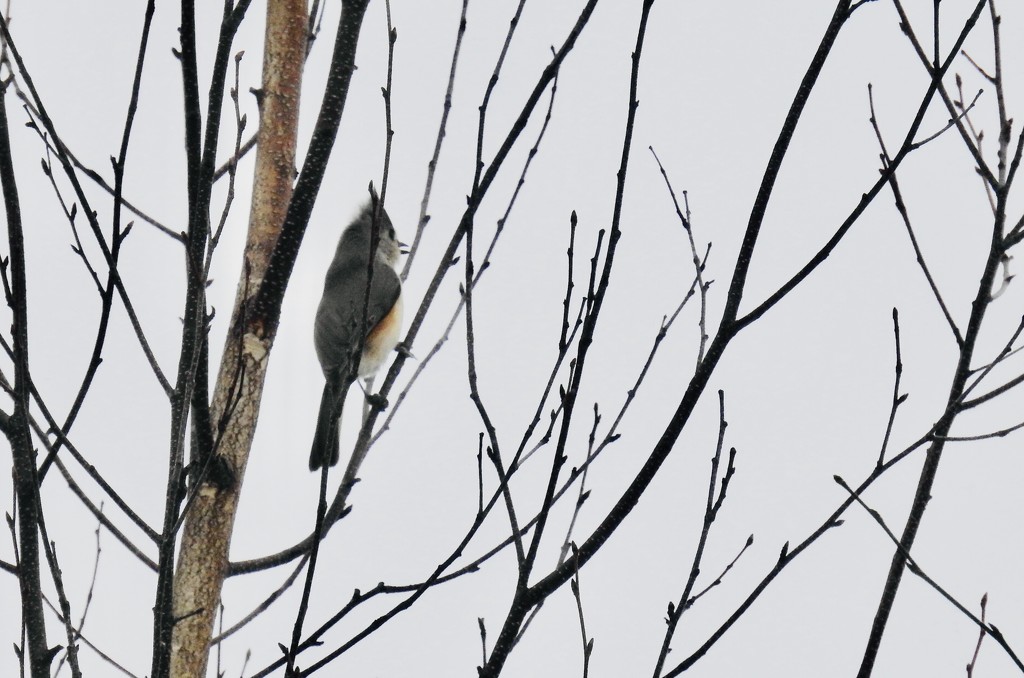 Tufted titmouse by amyk