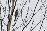 3rd Feb 2019 - Tufted titmouse