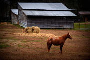 3rd Feb 2019 - Horse and barn