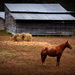 Horse and barn by homeschoolmom