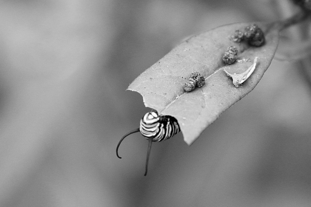 Caterpillars already?! by ingrid01