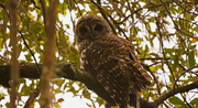3rd Feb 2019 - Barred Owl, Hiding from the Rain!
