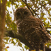Barred Owl, Hiding from the Rain! by rickster549