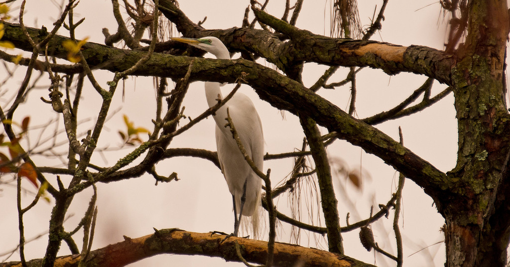 Egret in the Blue Heron Tree! by rickster549