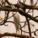 Egret in the Blue Heron Tree! by rickster549