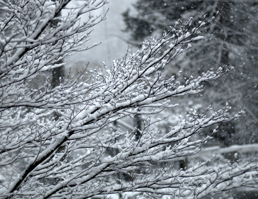 Snow Day by gtoolman8