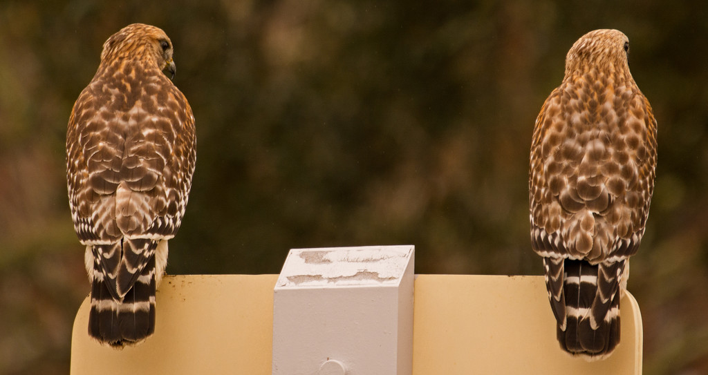 Not One, but Two Red Shouldered Hawks! by rickster549