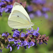 20th Oct 2018 - Cabbage White
