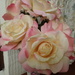 Roses  by beryl