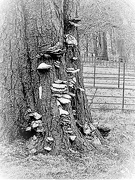 5th Feb 2019 - Tree-trunk and fungi