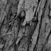 February 4: Tree Bark by daisymiller