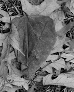 4th Feb 2019 - February 4: Leaf with Folds