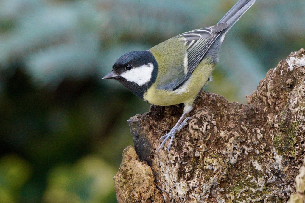 UNTRAINED GREAT TIT by markp