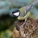 UNTRAINED GREAT TIT by markp