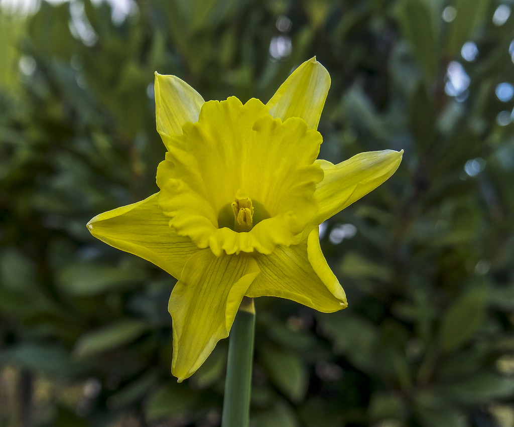  Daffodil by tonygig