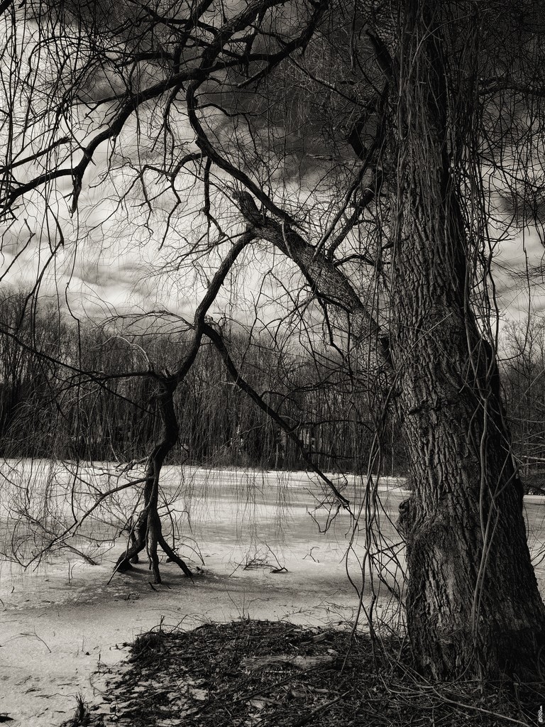 Tree in winter by ramr