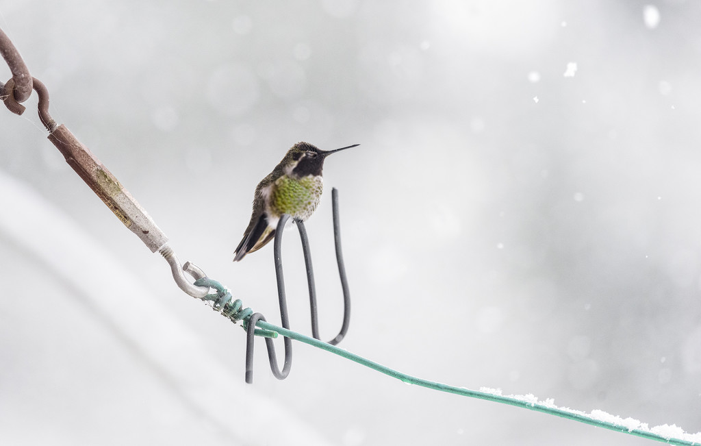 Hummingbird In Snow  by jgpittenger