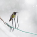 Hummingbird In Snow  by jgpittenger