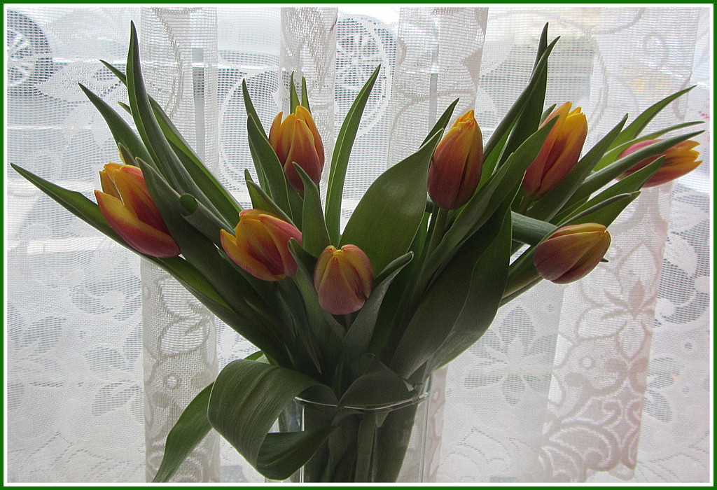 Tulips. by grace55