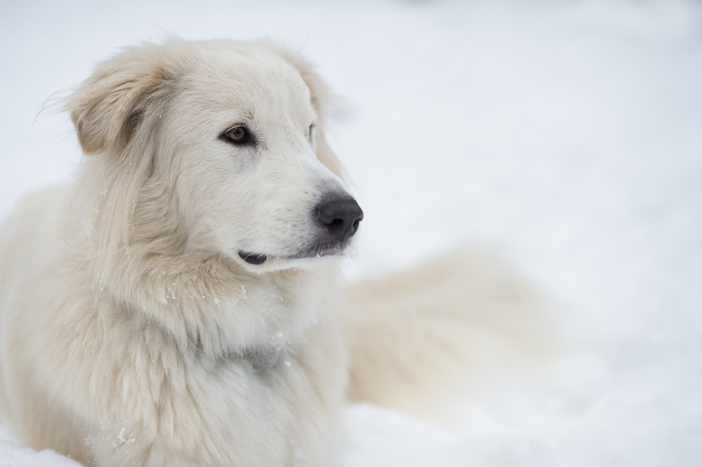 Snow Dog by epcello