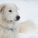 Snow Dog by epcello