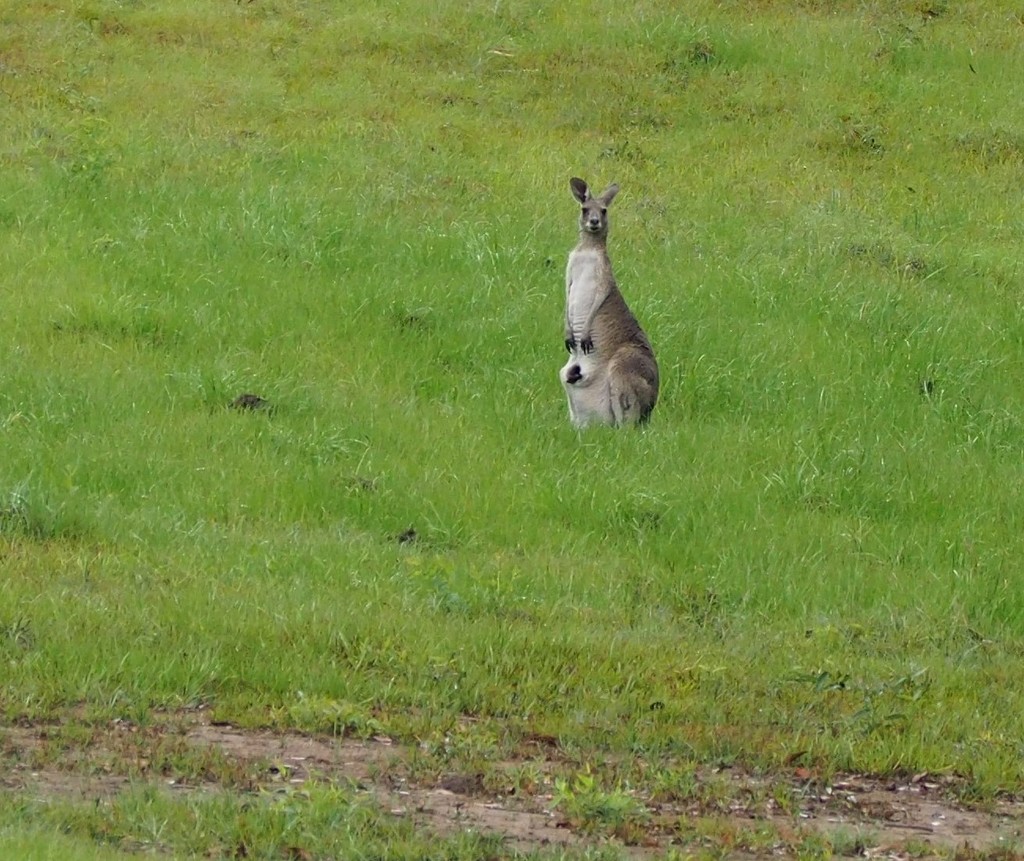 Mama and her Joey taken last Feb when in Queensland by Dawn