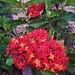 Variegated Ixora ~maui red by happysnaps