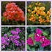 Four Lovely Bougainvillea ~ by happysnaps
