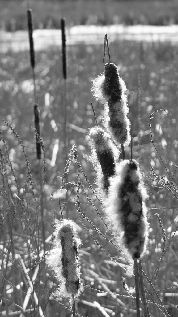 Winter Cattails by tdaug80