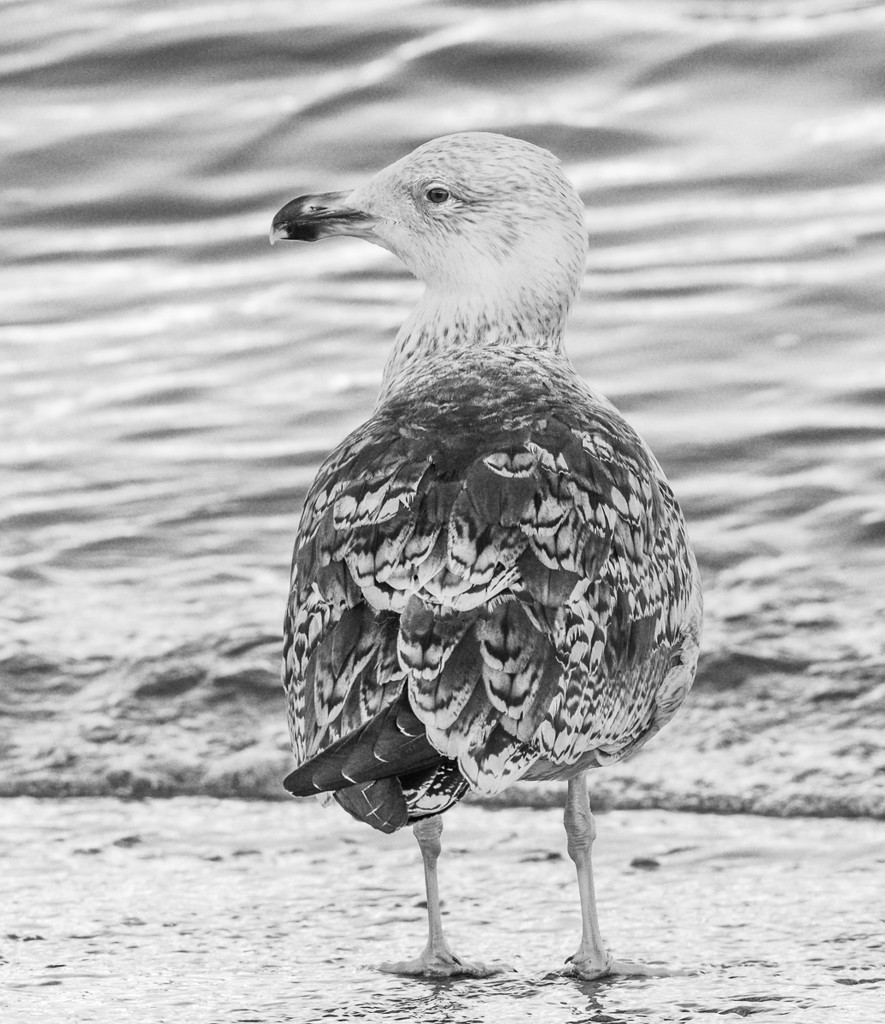 Young gull by inthecloud5