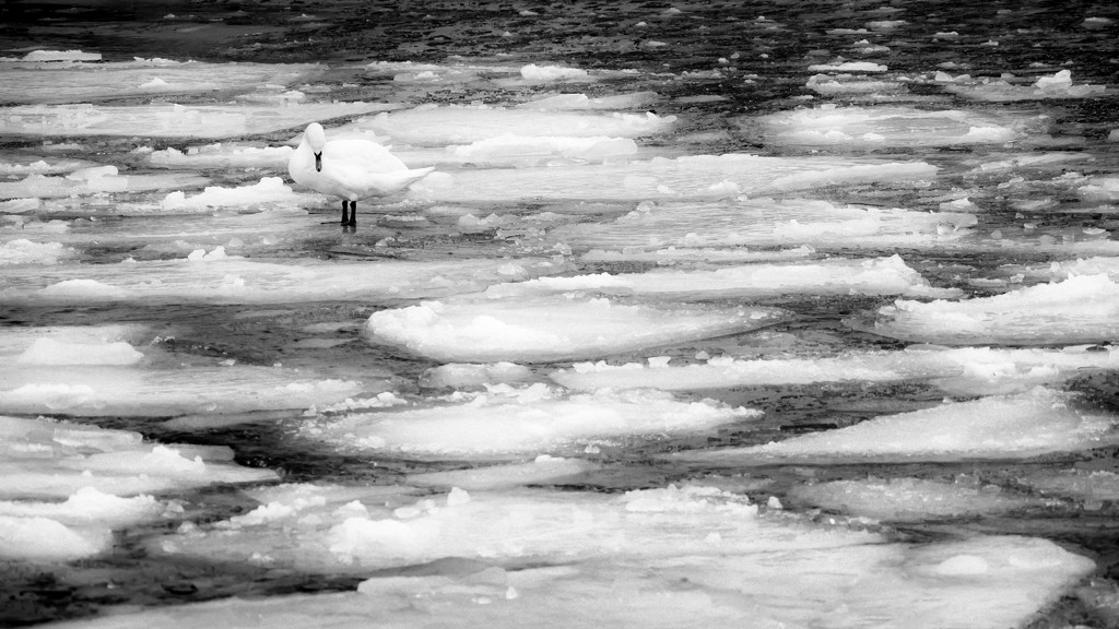go with the floe... by northy