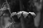 3rd Feb 2019 - Rose Leaves in the Snow