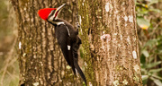 4th Feb 2019 - Pileated Woodpecker on the Move!